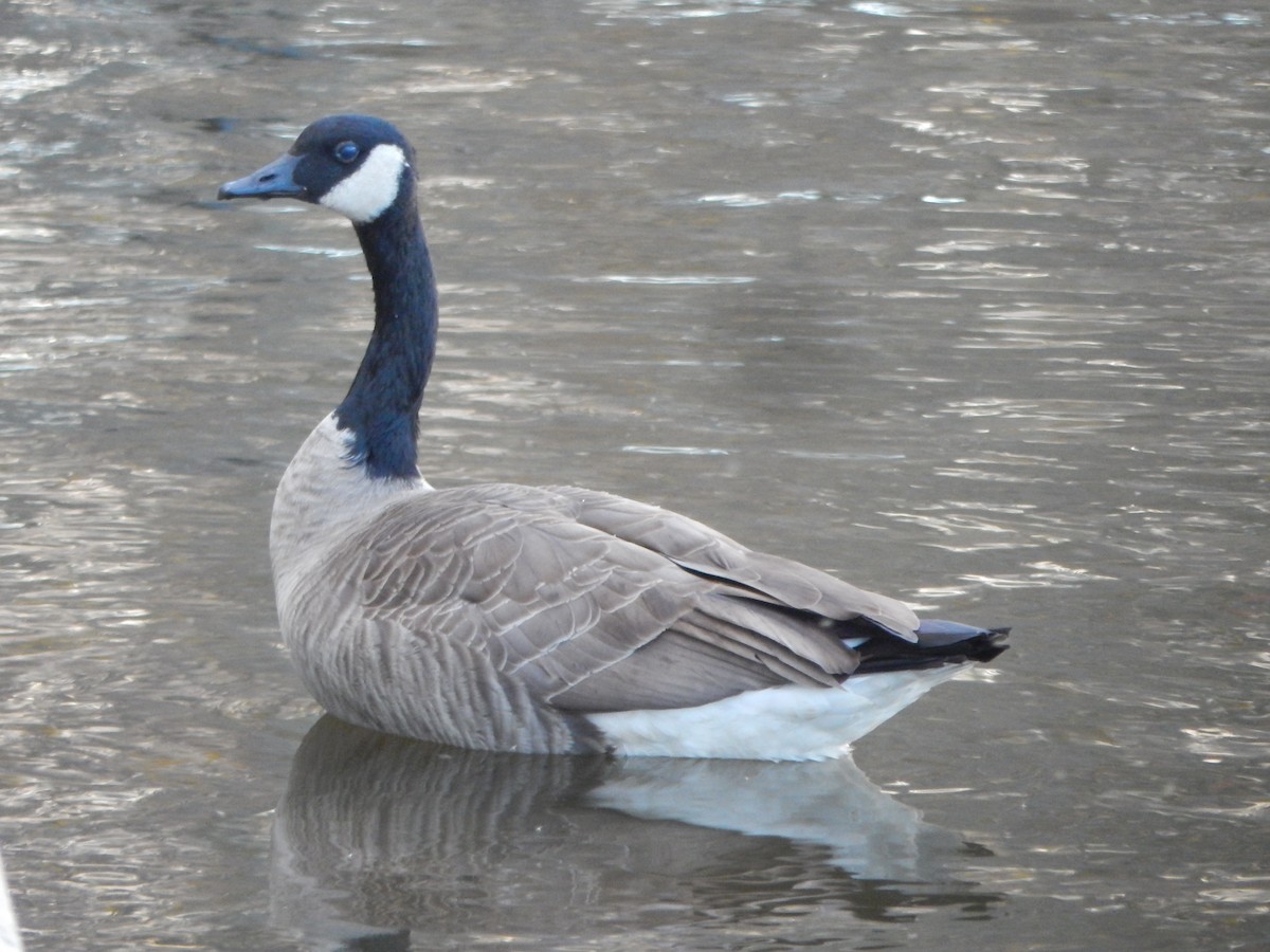 Canada Goose - ML645975717