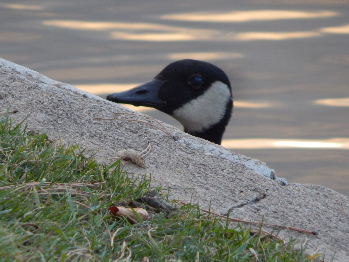 Canada Goose - ML645975718