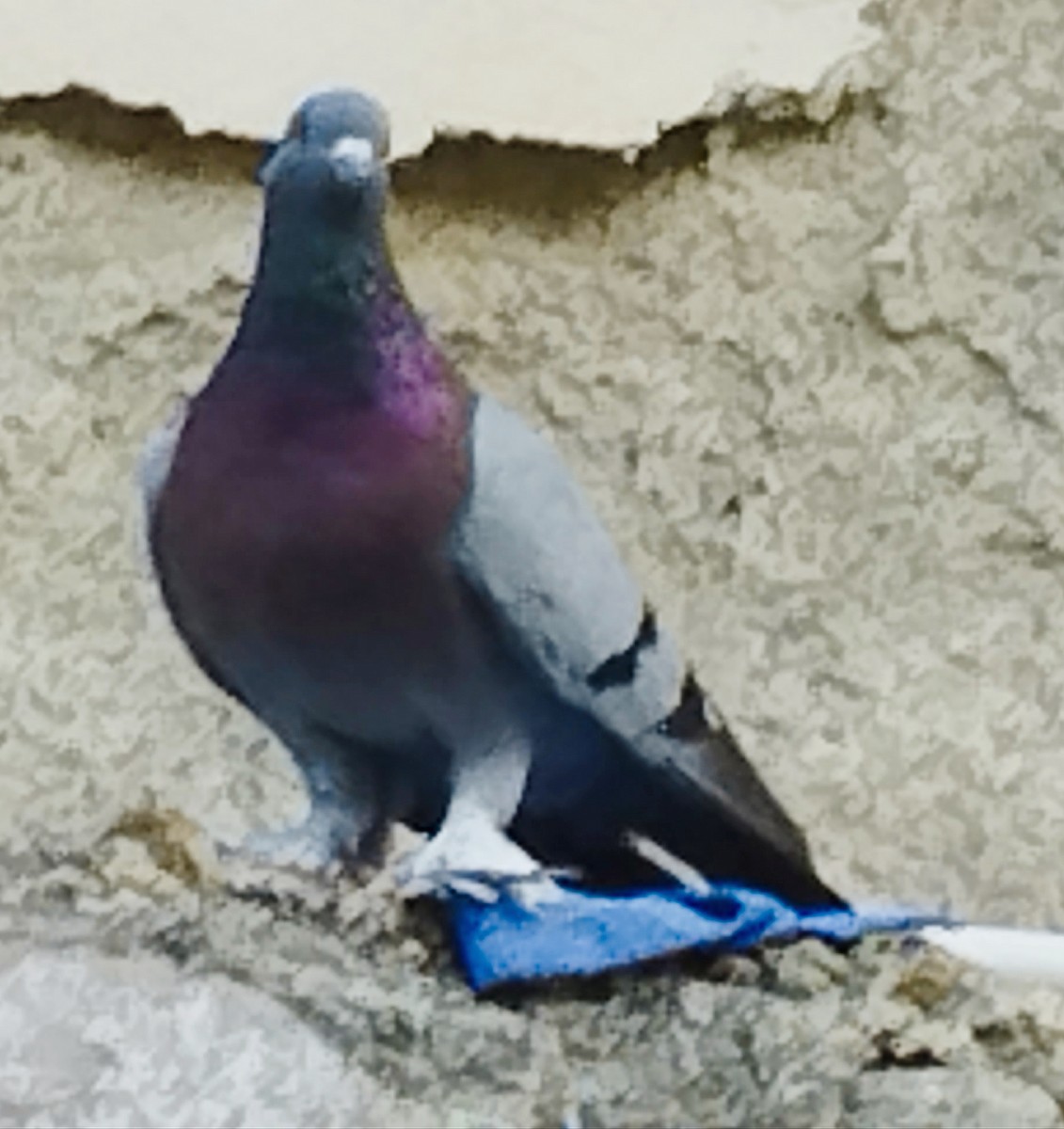 Rock Pigeon (Feral Pigeon) - ML645975719