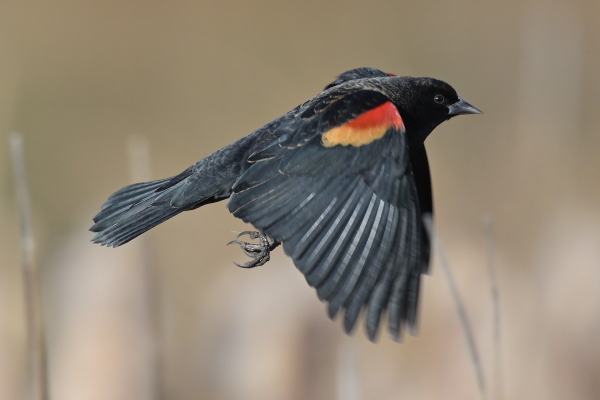 Red-winged Blackbird - ML645975720