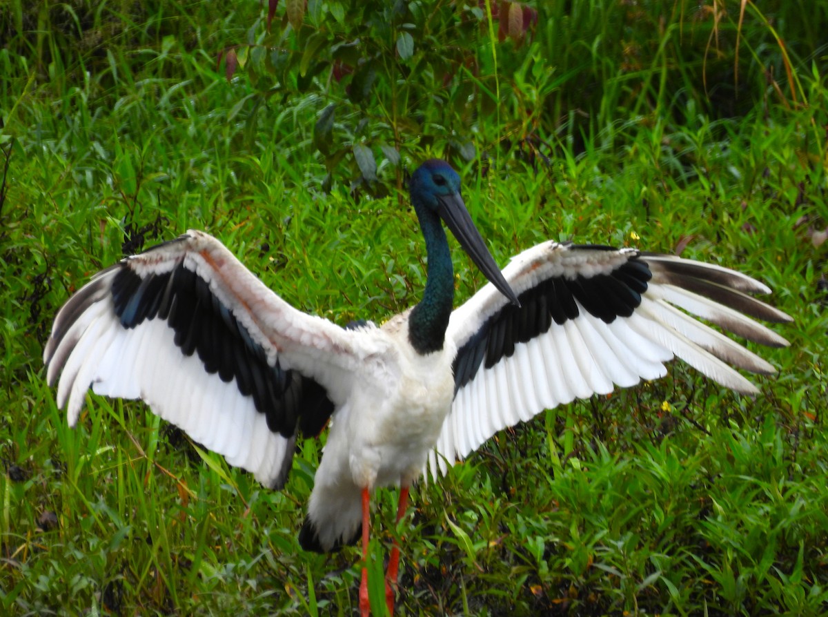 Black-necked Stork - ML645975721