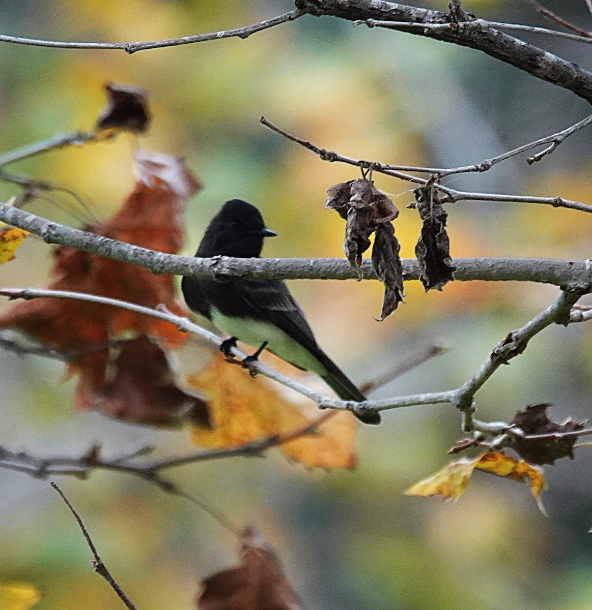 Black Phoebe - ML645975723