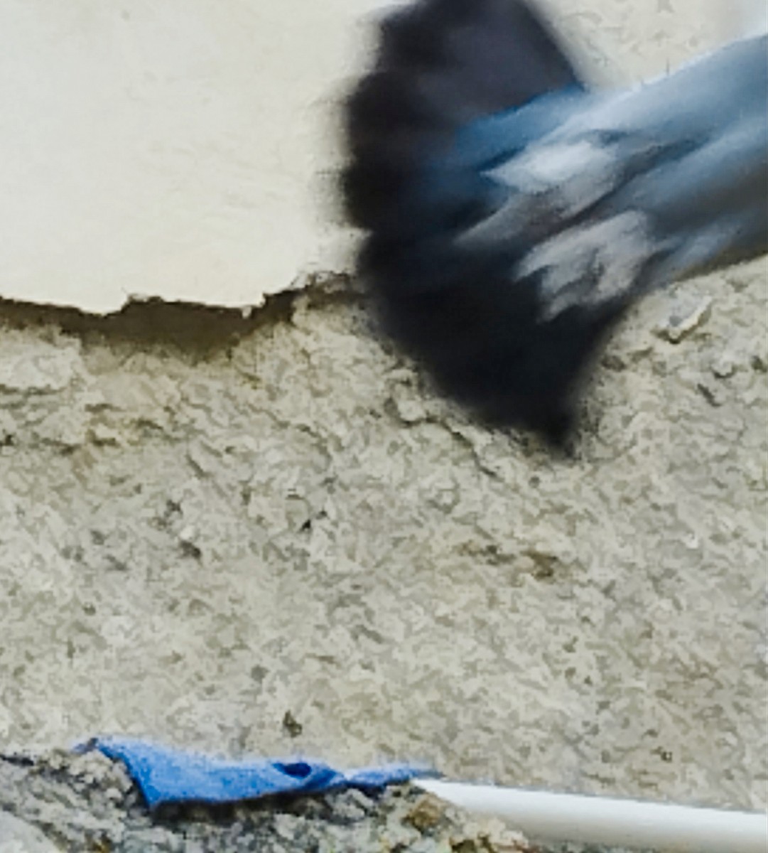 Rock Pigeon (Feral Pigeon) - ML645975724