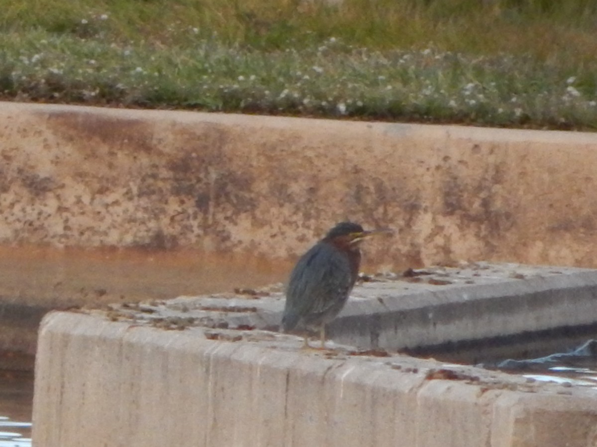 Green Heron - ML645975725