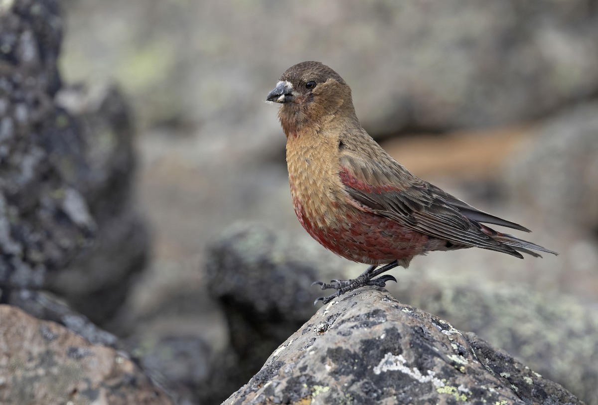 Brown-capped Rosy-Finch - ML645975726