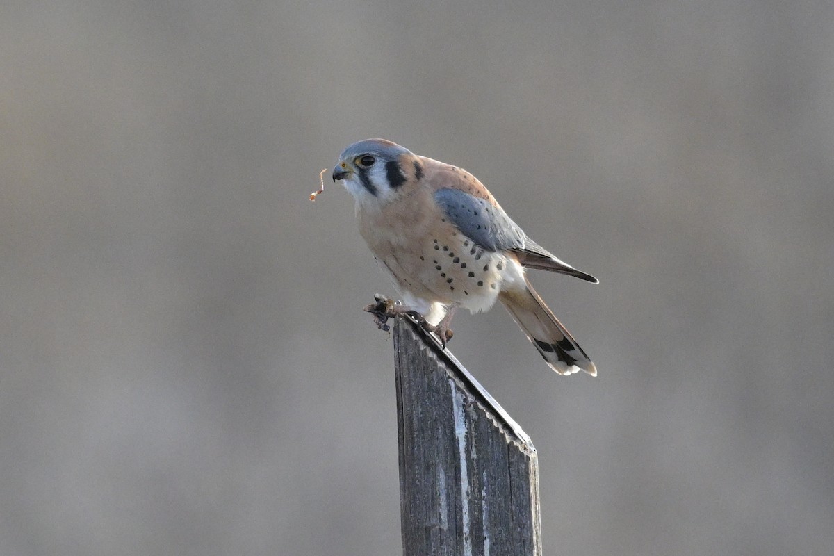 American Kestrel - ML645975727