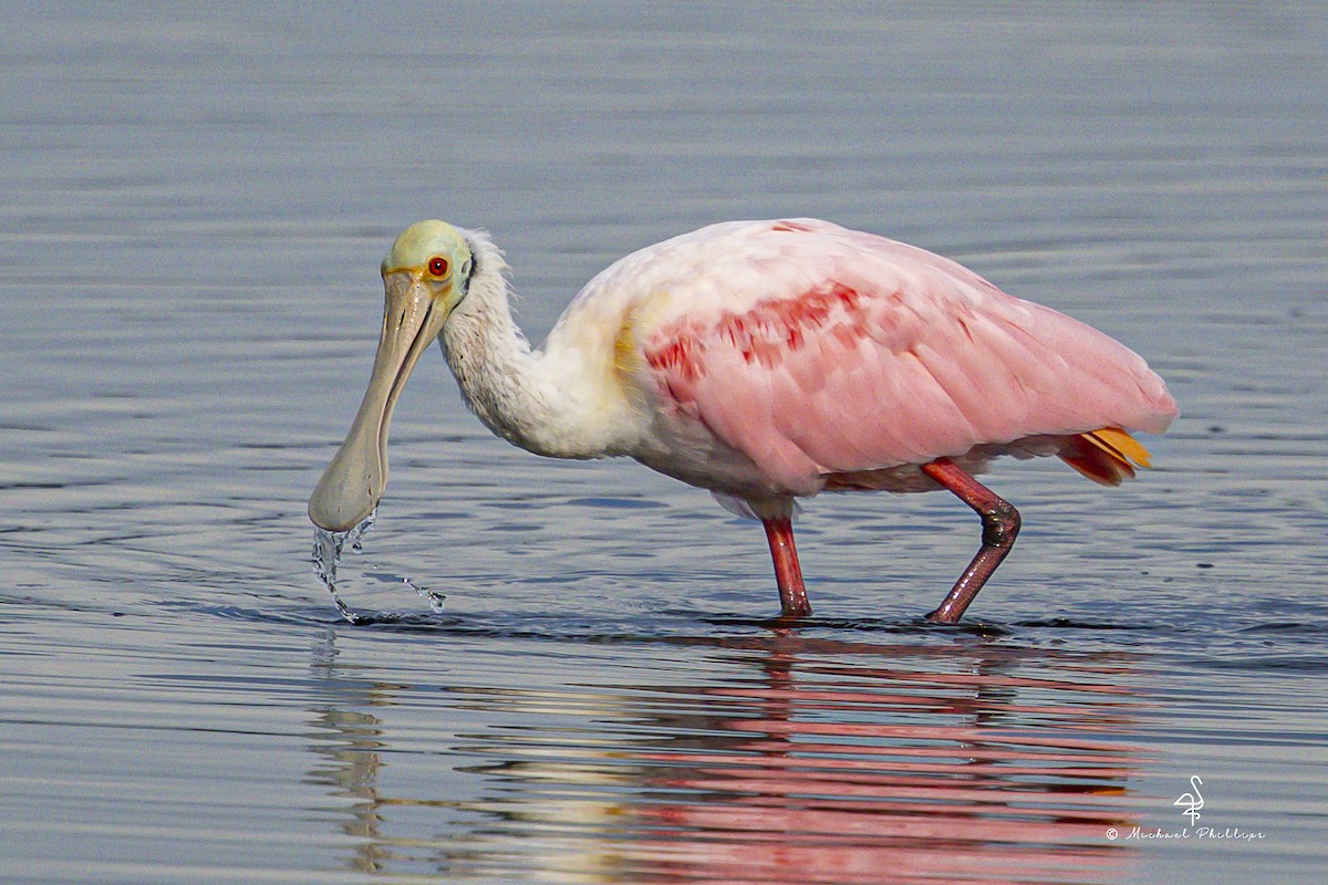 Roseate Spoonbill - ML645975728