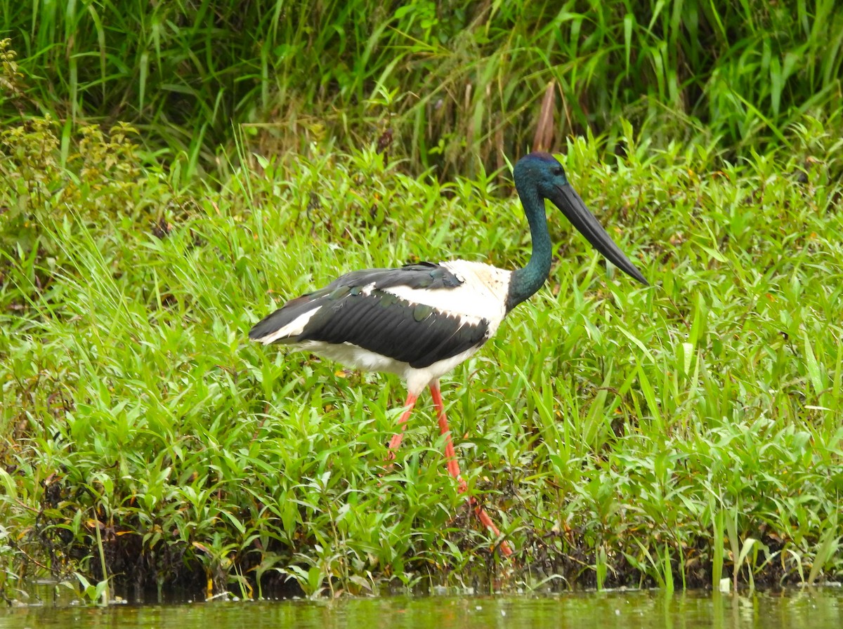 Black-necked Stork - ML645975730