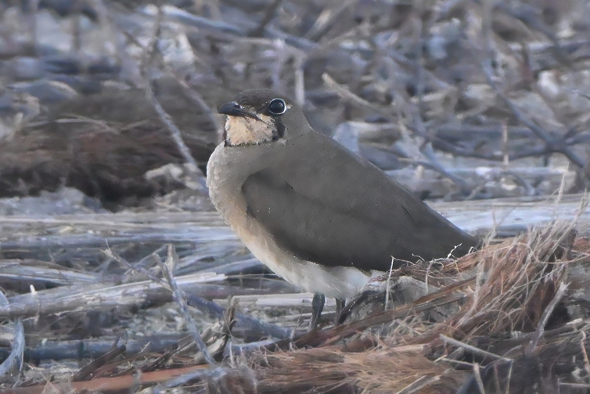 Oriental Pratincole - ML645975731