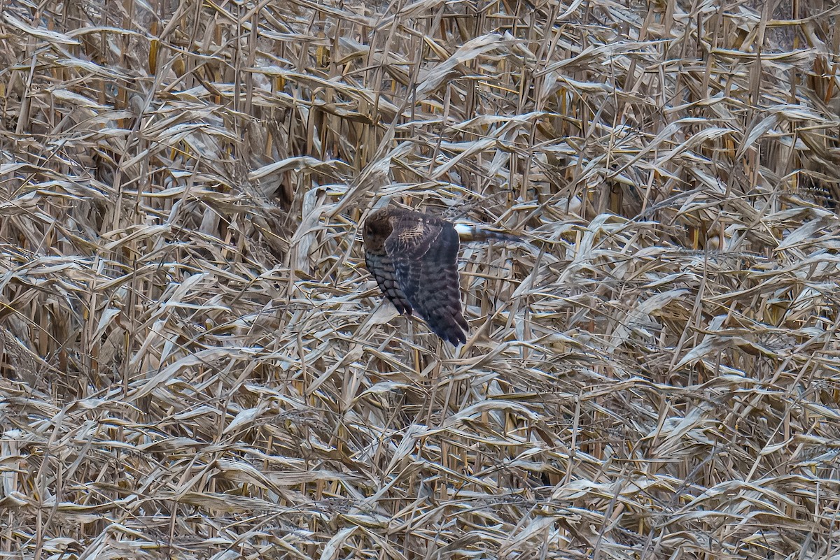 Northern Harrier - ML645975732