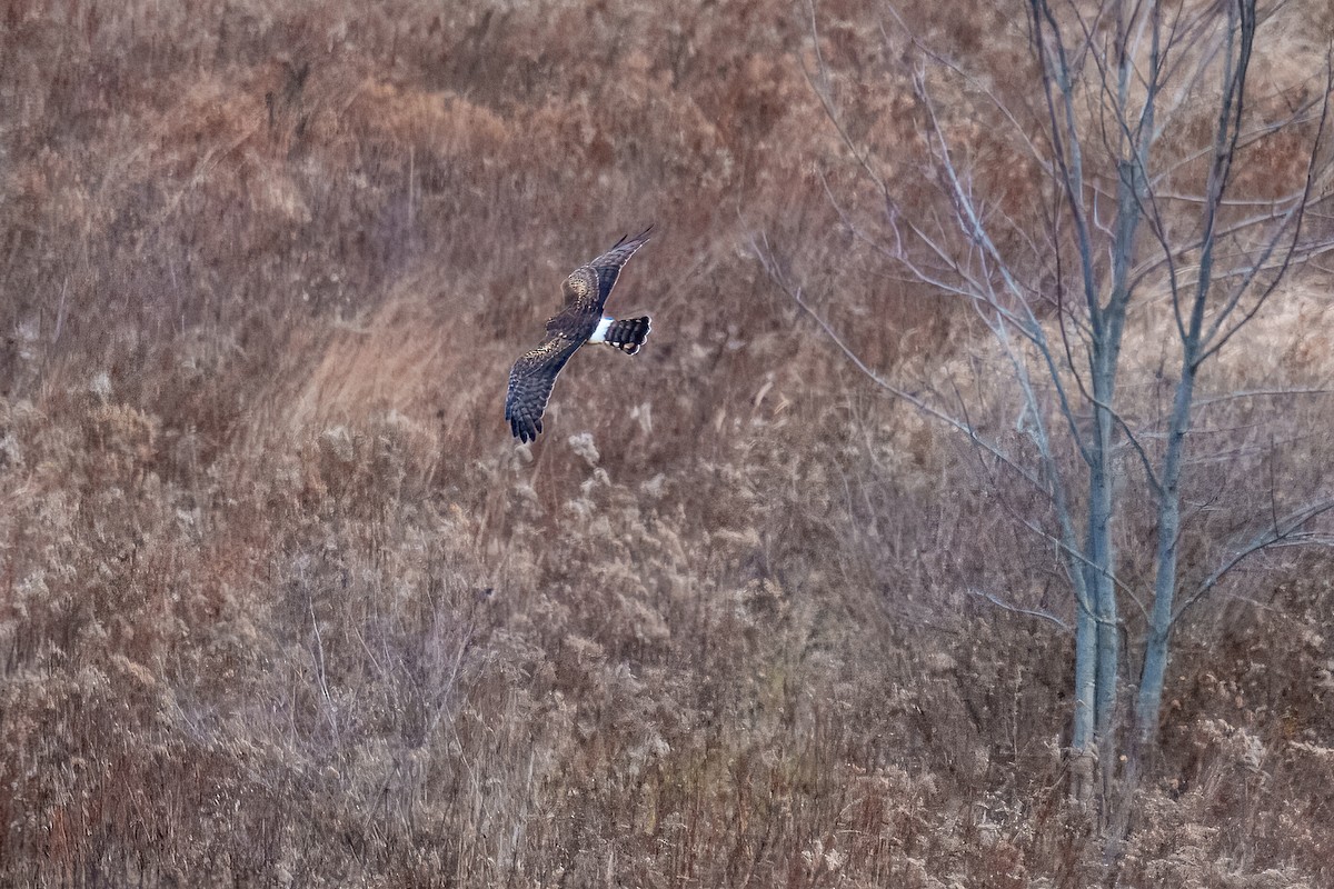 Northern Harrier - ML645975733