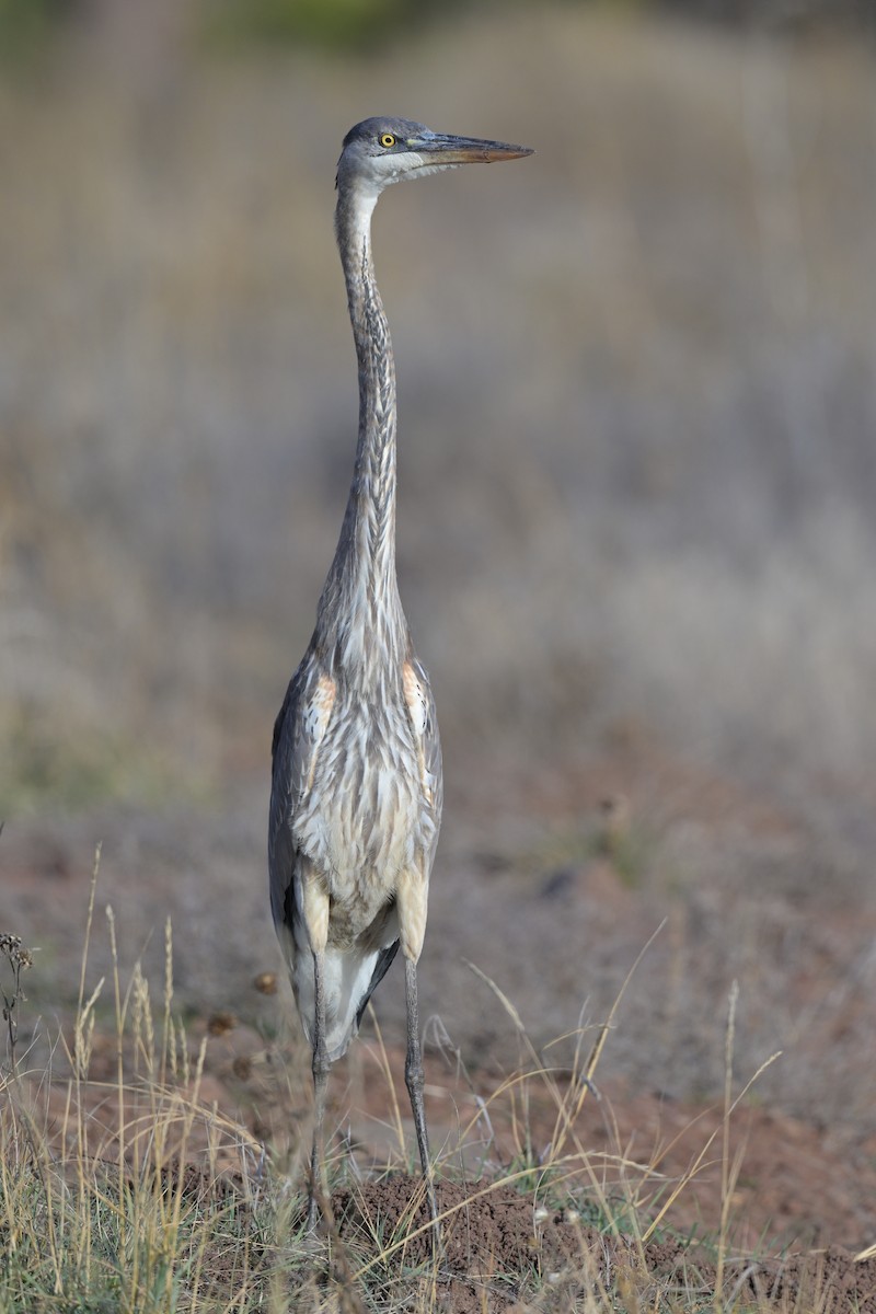 Great Blue Heron - ML645975734