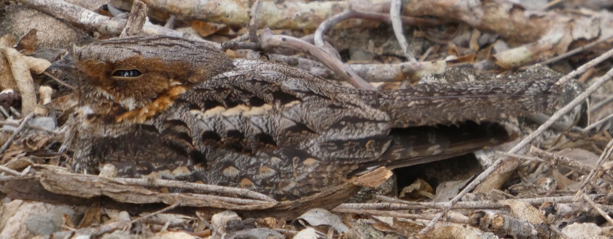 Madagascar Nightjar - ML645975735