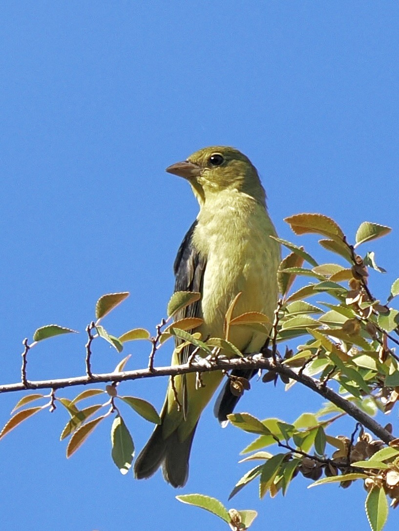 Scarlet Tanager - ML645975736