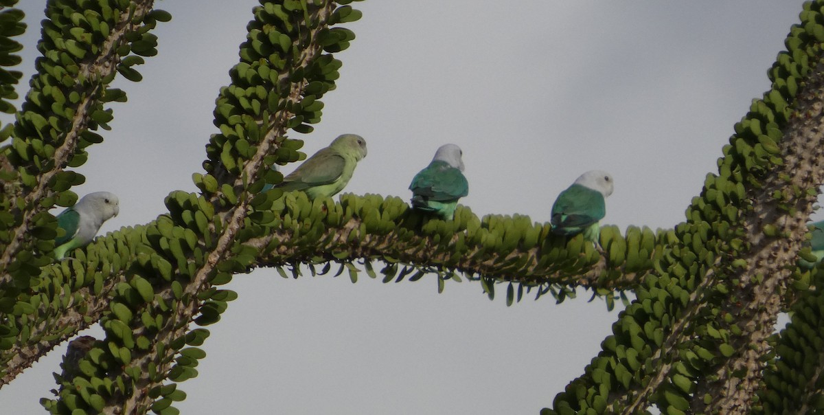 Gray-headed Lovebird - ML645975737
