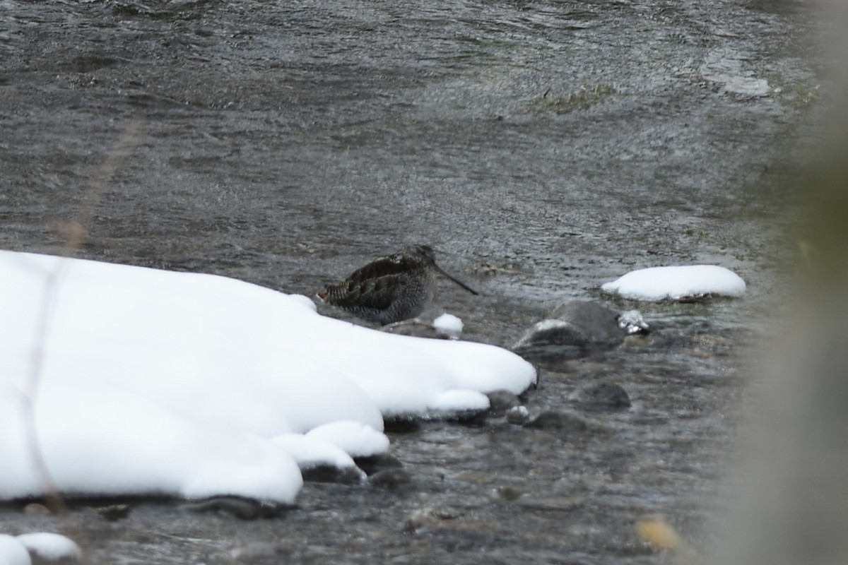 Solitary Snipe - ML645975738