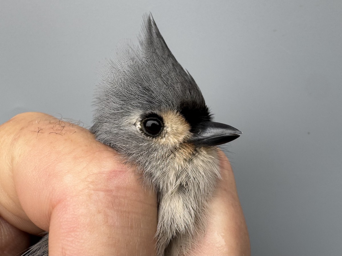 Tufted Titmouse - ML645975739