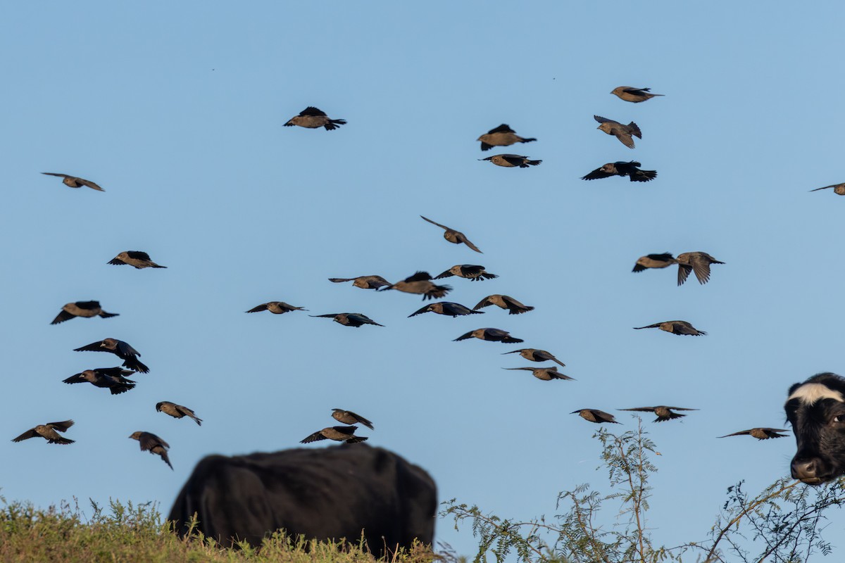Brown-headed Cowbird - ML645975745