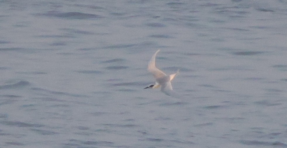 Крячок неоарктичний - ML645975747