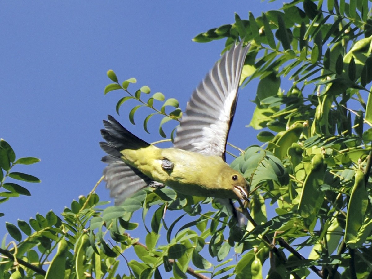 Scarlet Tanager - ML645975749