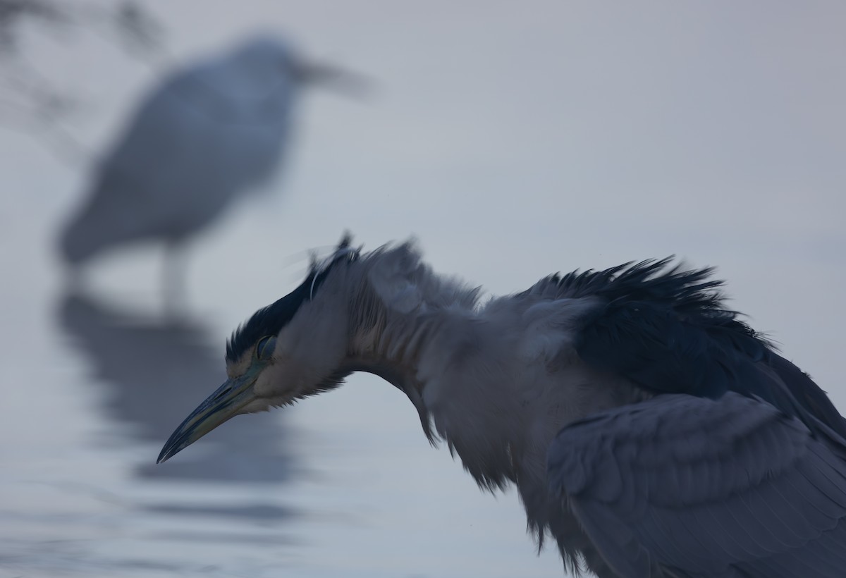 Black-crowned Night Heron - ML645975750