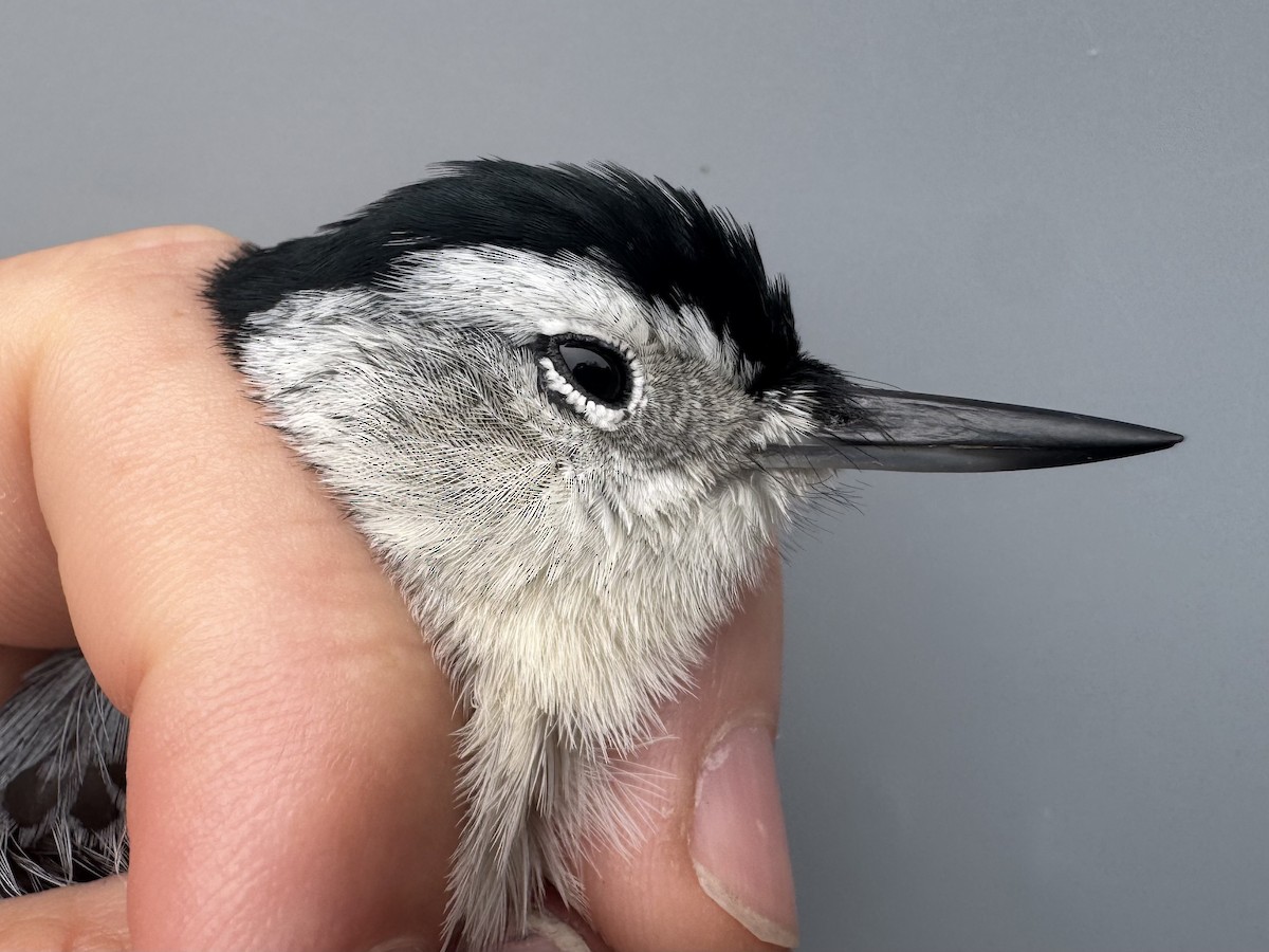 Sittelle à poitrine blanche (carolinensis) - ML645975752