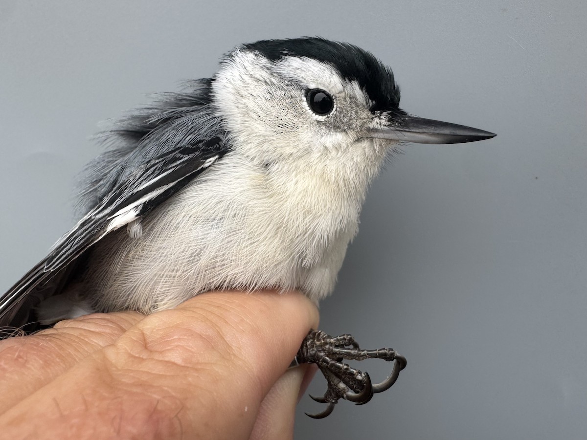 Sittelle à poitrine blanche (carolinensis) - ML645975753