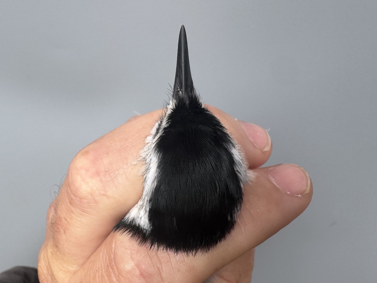 Sittelle à poitrine blanche (carolinensis) - ML645975754