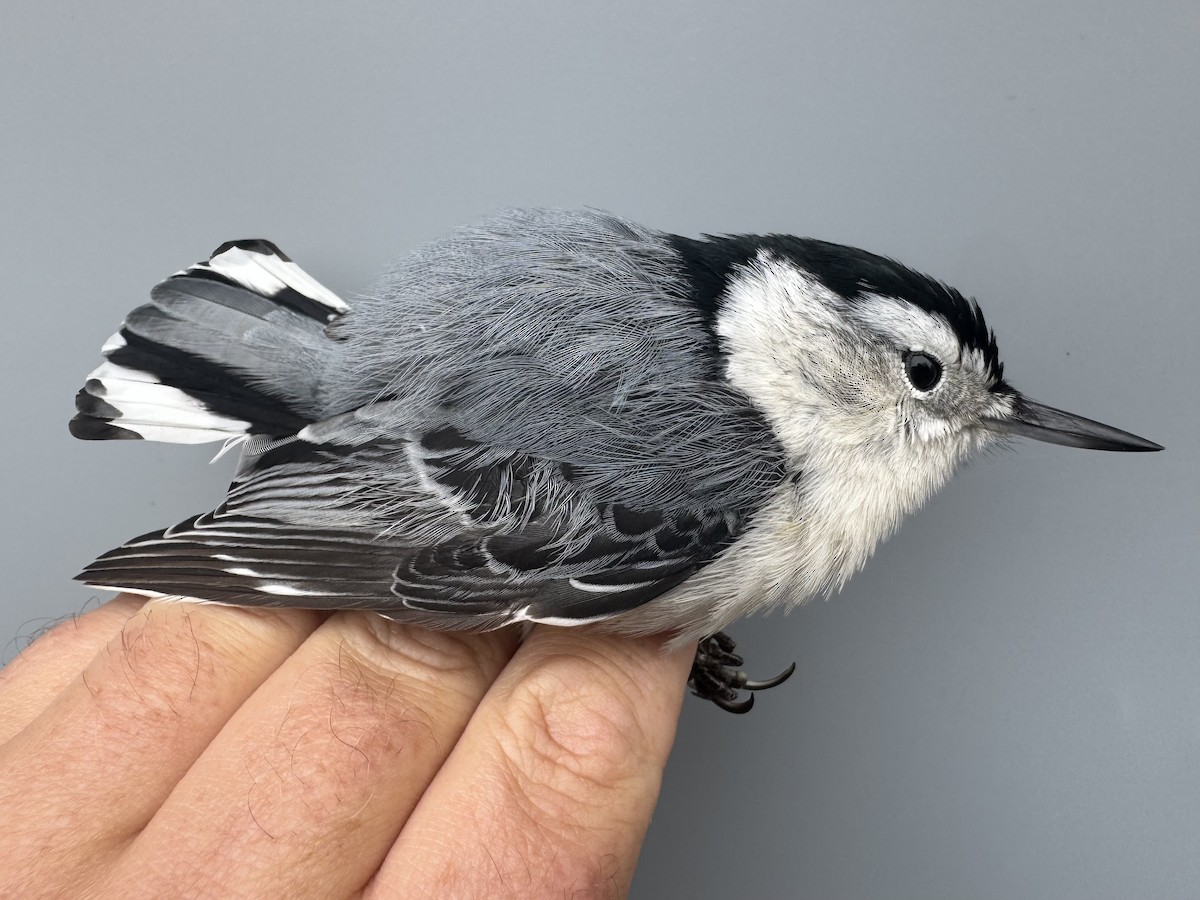 Sittelle à poitrine blanche (carolinensis) - ML645975755