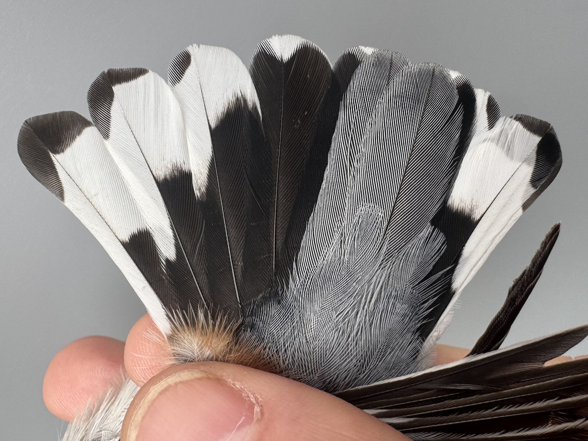 Sittelle à poitrine blanche (carolinensis) - ML645975756