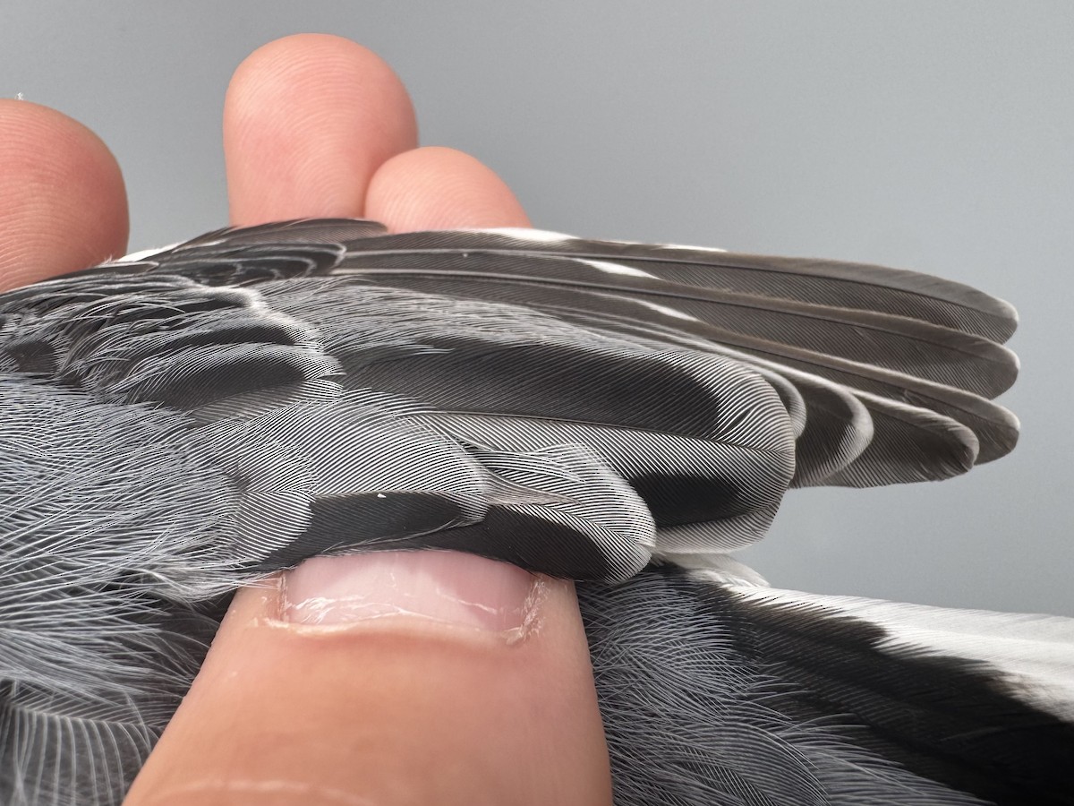 Sittelle à poitrine blanche (carolinensis) - ML645975757