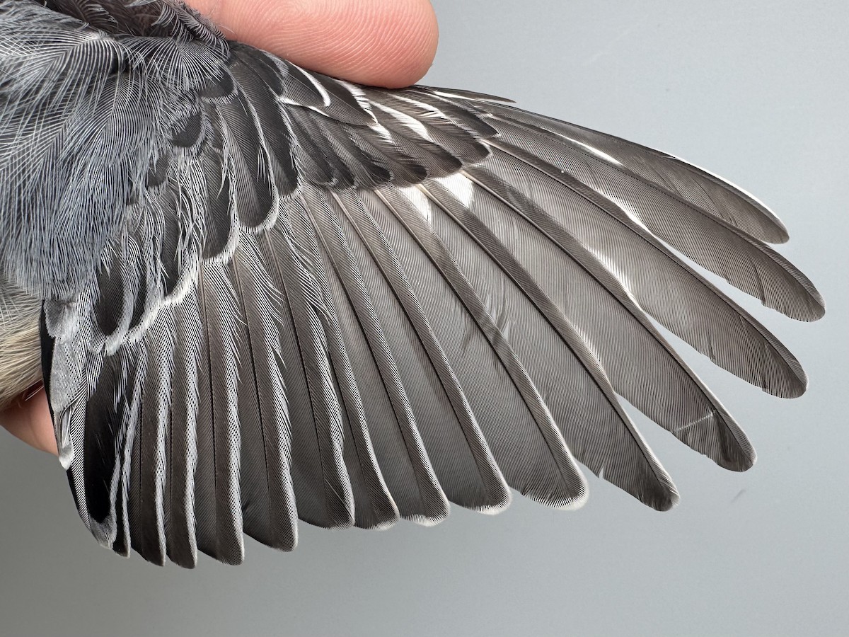 Sittelle à poitrine blanche (carolinensis) - ML645975758