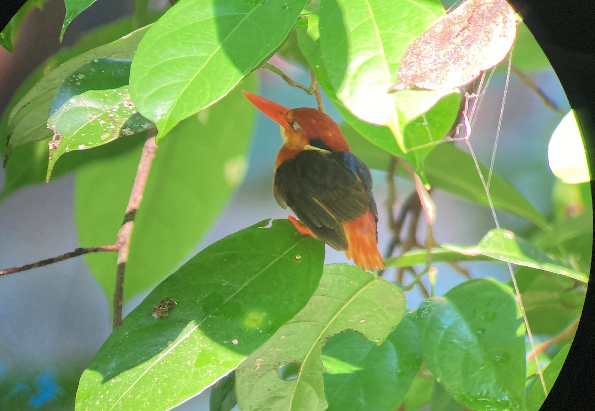 Black-backed Dwarf-Kingfisher - ML645975782