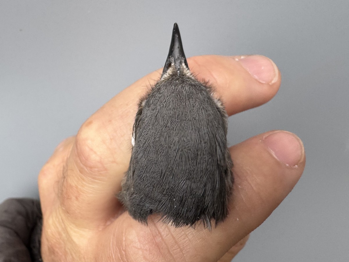 Eastern Bluebird - ML645975786