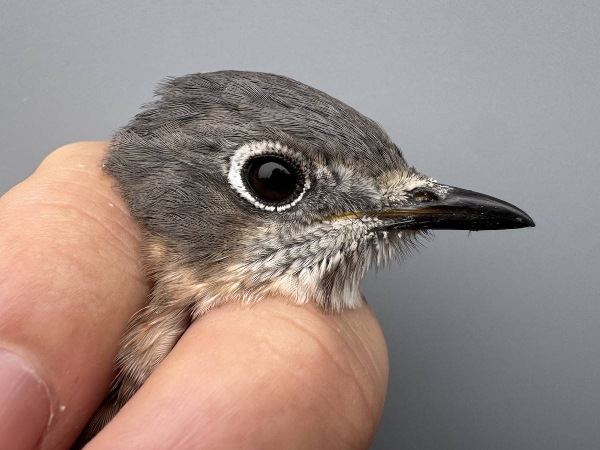 Eastern Bluebird - ML645975787