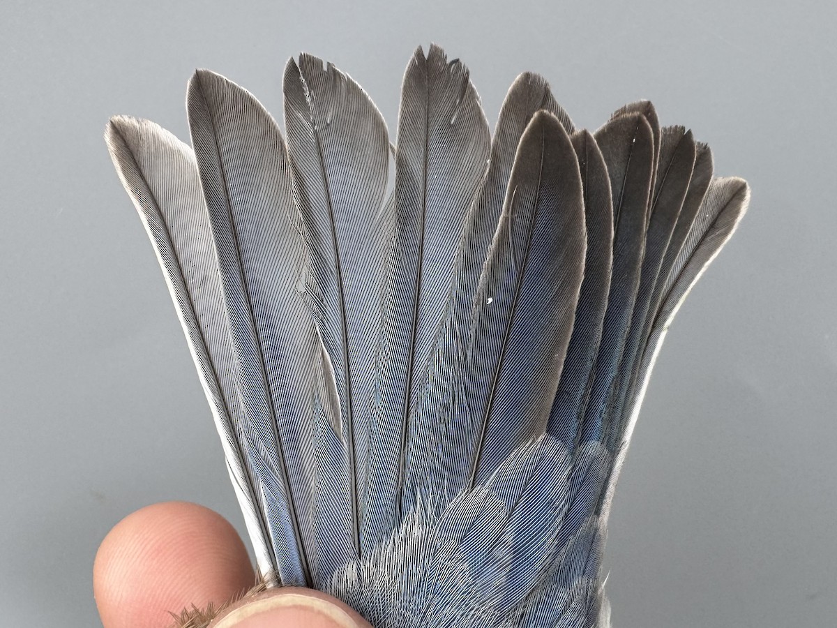 Eastern Bluebird - ML645975788