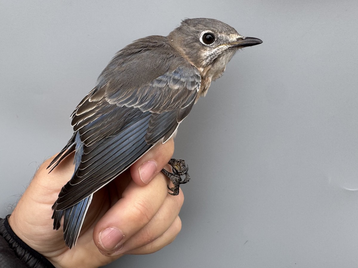 Eastern Bluebird - ML645975789
