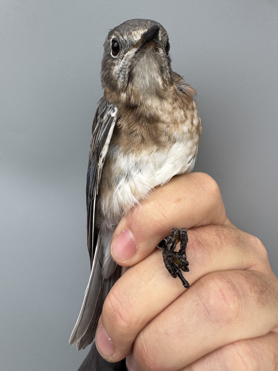 Eastern Bluebird - ML645975790