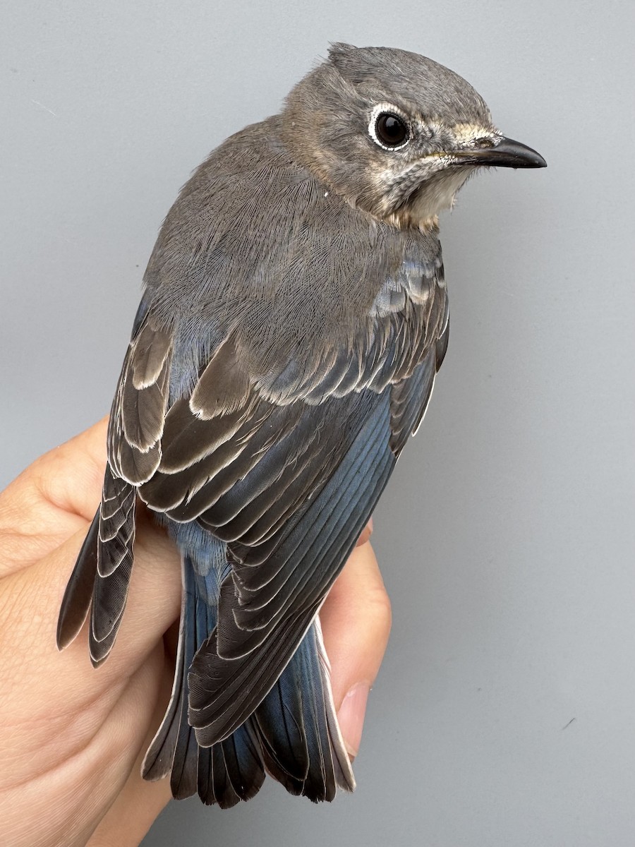 Eastern Bluebird - ML645975791