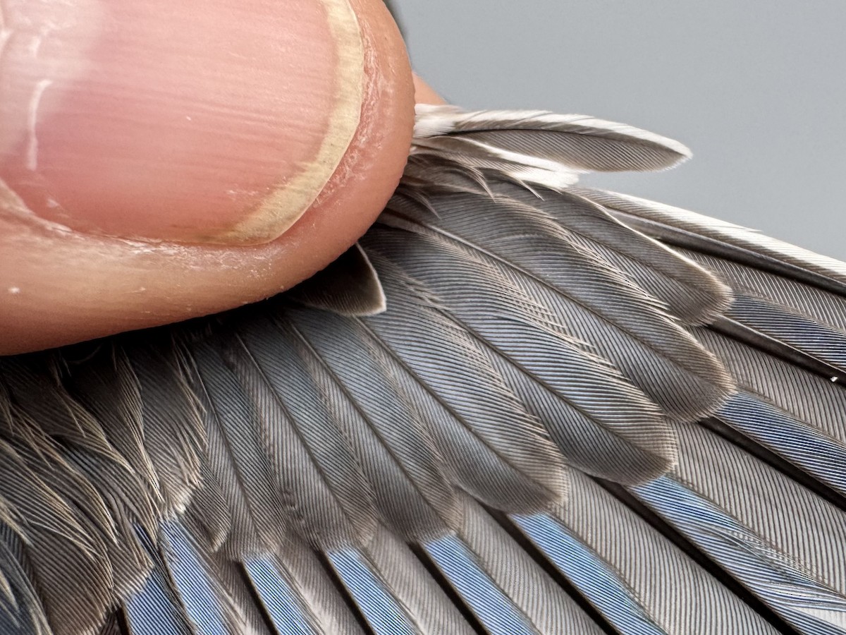 Eastern Bluebird - ML645975792