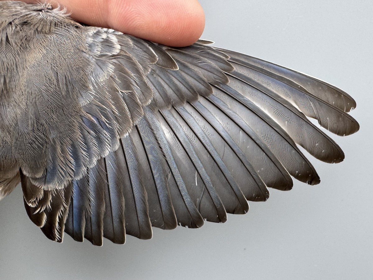 Eastern Bluebird - ML645975793