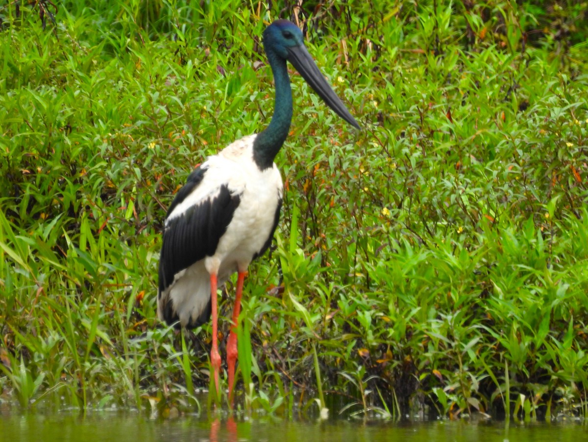 Black-necked Stork - ML645975794