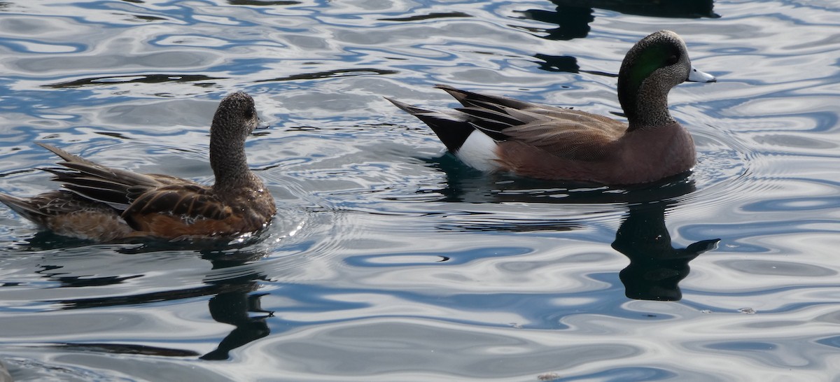 American Wigeon - ML645975796