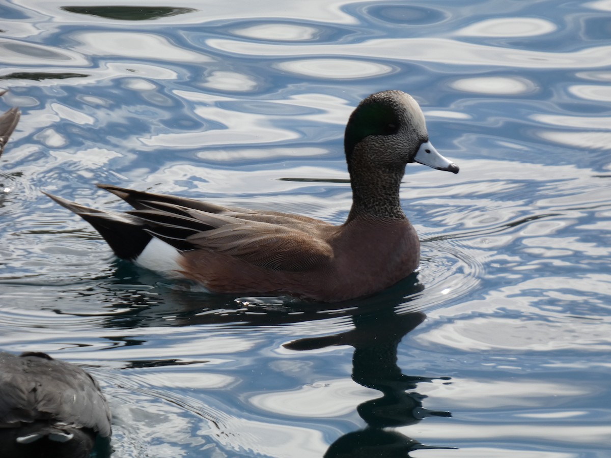 American Wigeon - ML645975797