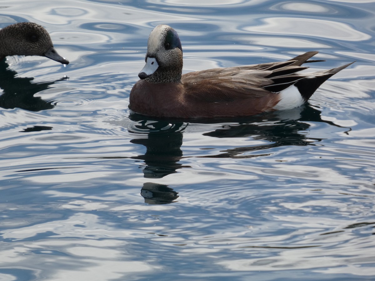 American Wigeon - ML645975799