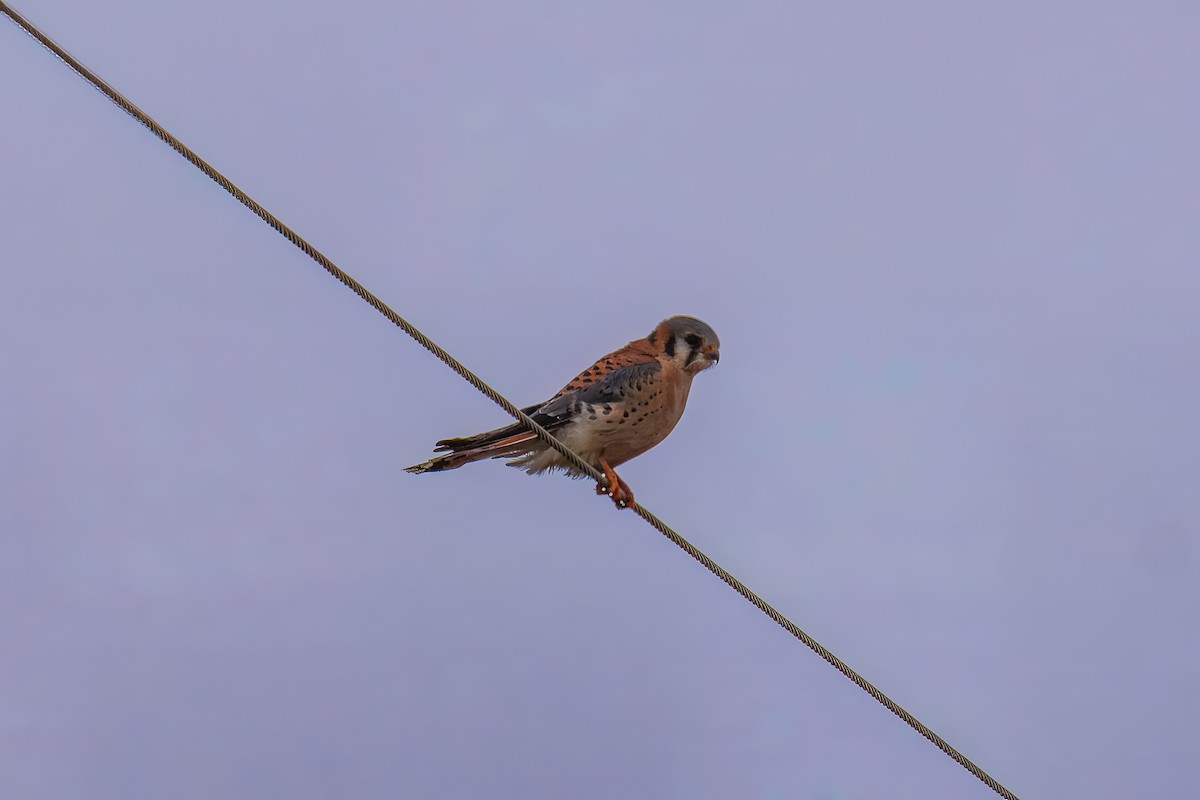 Боривітер американський - ML645975802