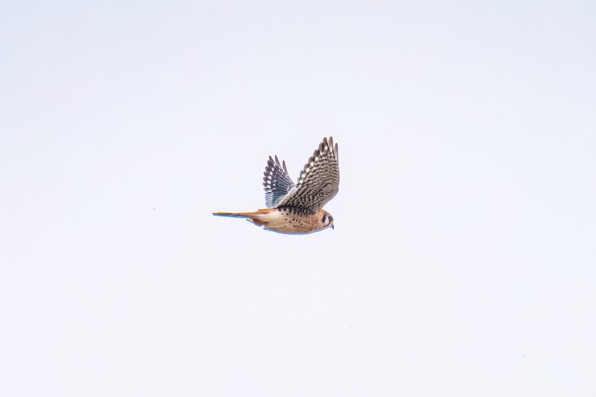 Боривітер американський - ML645975803