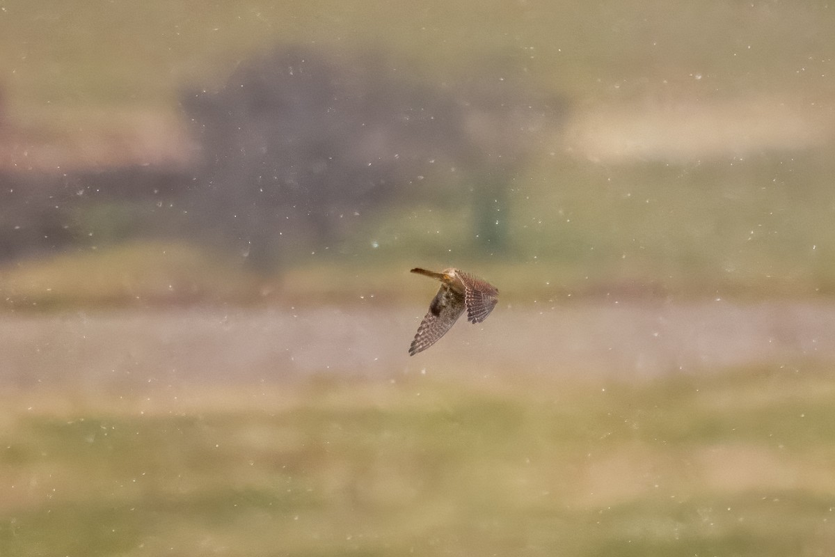 Боривітер американський - ML645975807