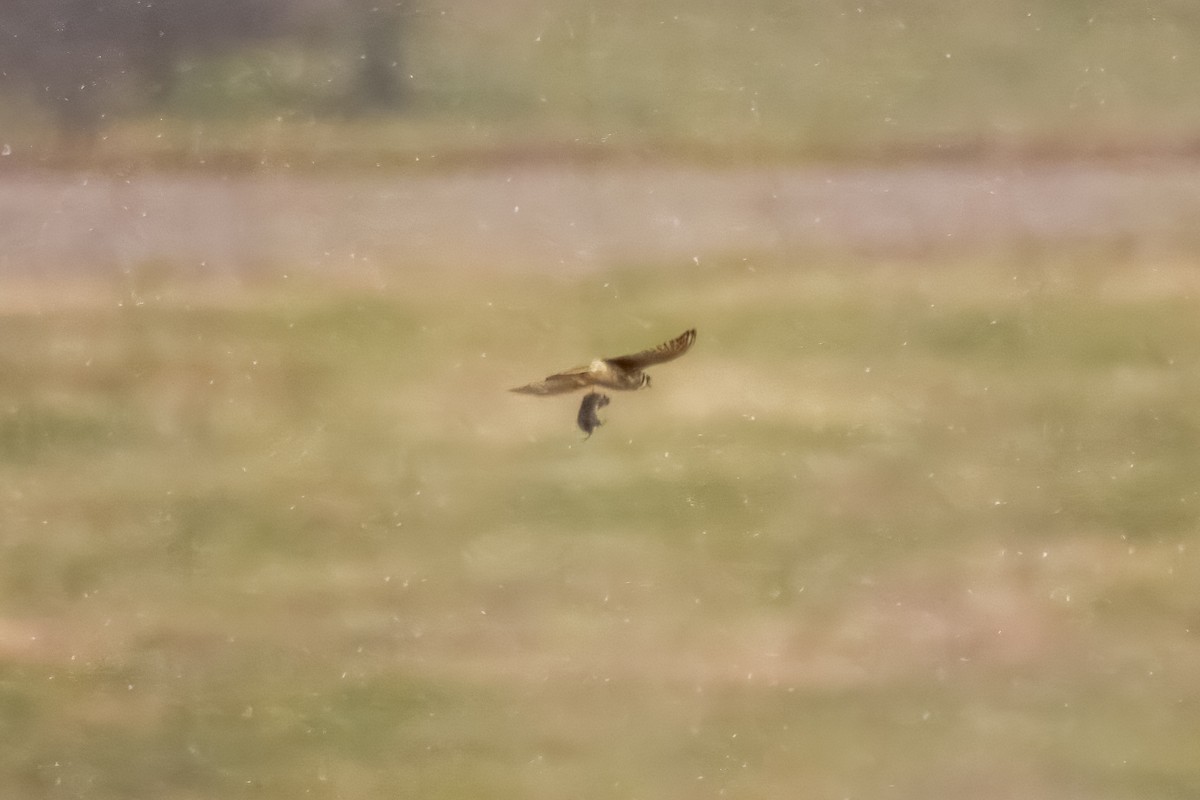 Боривітер американський - ML645975808