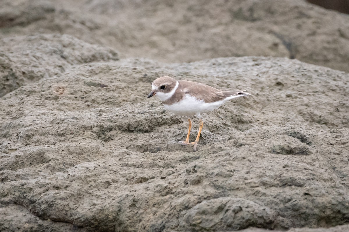Semipalmated Plover - ML645975813